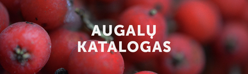 Augalų Katalogas